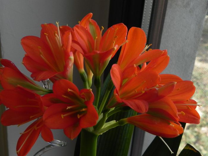  - Clivia Red Orange GT