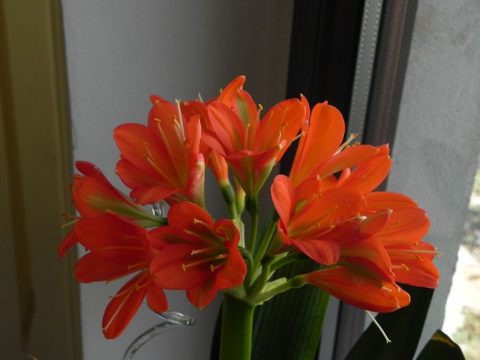  - Clivia Red Orange GT