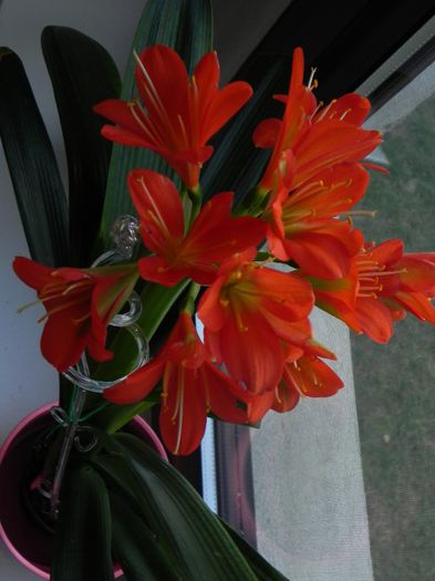  - Clivia Red Orange GT