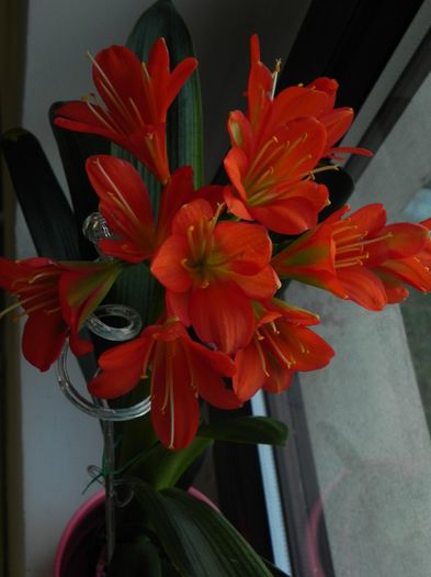  - Clivia Red Orange GT