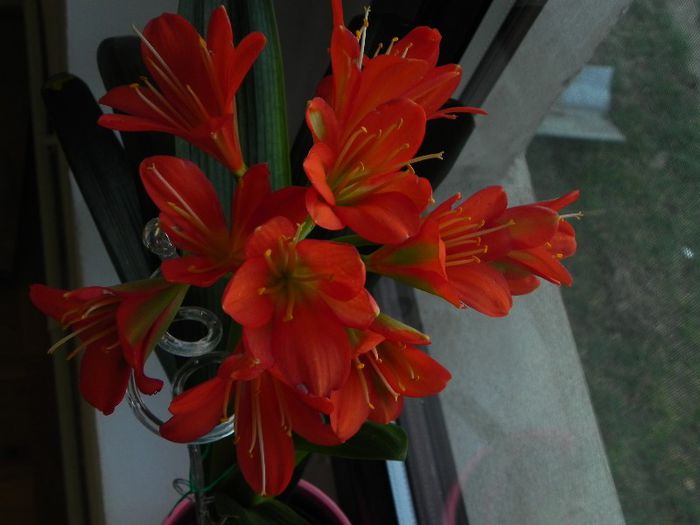  - Clivia Red Orange GT