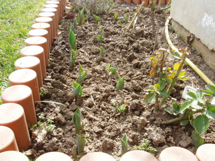 bulbi saditi in toamna - PRIMAVARA 2013