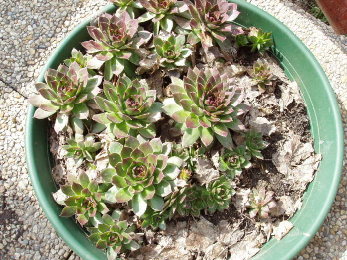 sempervivum rezistent la inghet - PRIMAVARA 2013