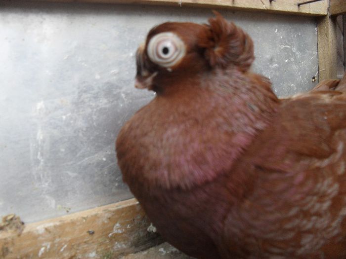 SDC13672 - jucatori de balti