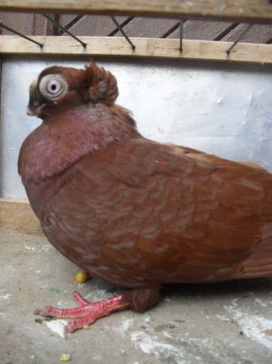 SDC13673 - jucatori de balti