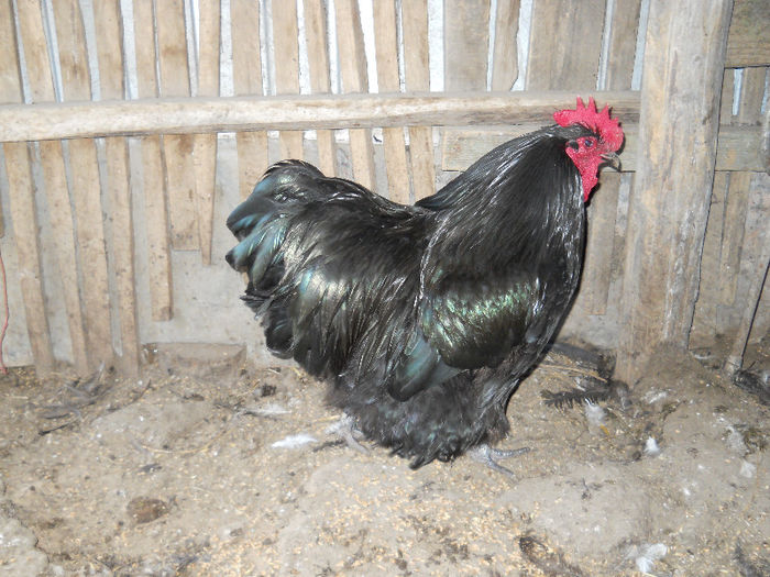 DSCN0011 - Orpington negru