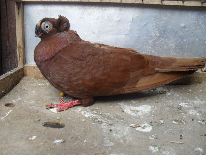 SDC13674 - jucatori de balti