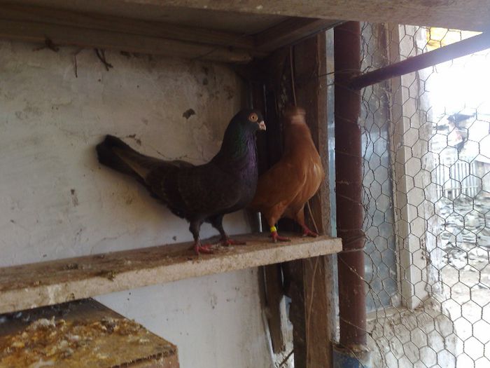 11032013213 - poze 2013