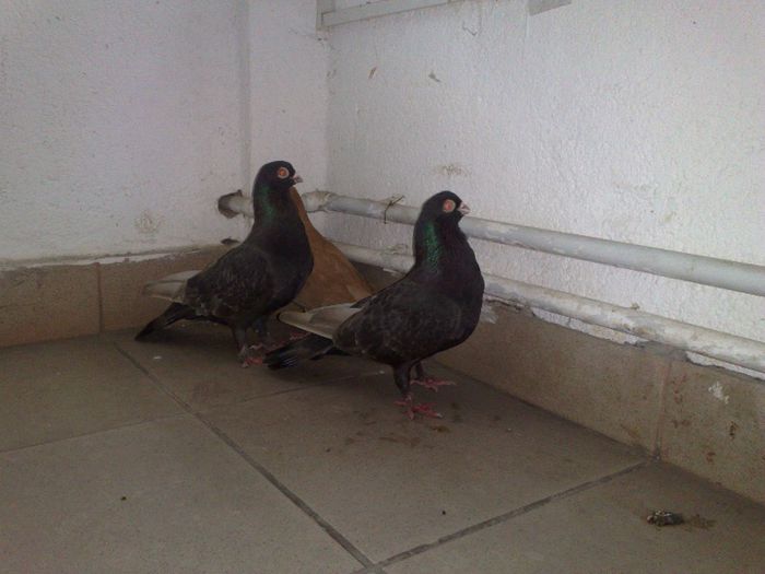 14012013028 - poze 2013