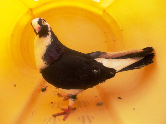 12; Tata:Negru '05  /
Mama:Galateanca castanie
