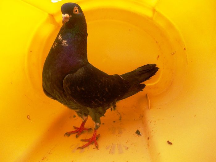 16; Tata:Negru(Galben+Alba-ruchni) //
Mama:Guta(Uratu+Neagra07)a.k.a. gutanca
