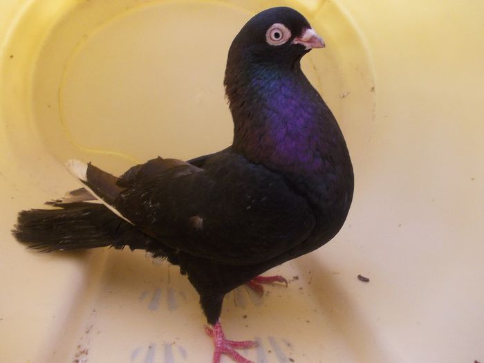 19; Tata:Rosu[Cioanta+Rosu(Galbenu' trenat)] /
Mama:Neagra(Sandica+Negru(frate cu neagra batrana))
