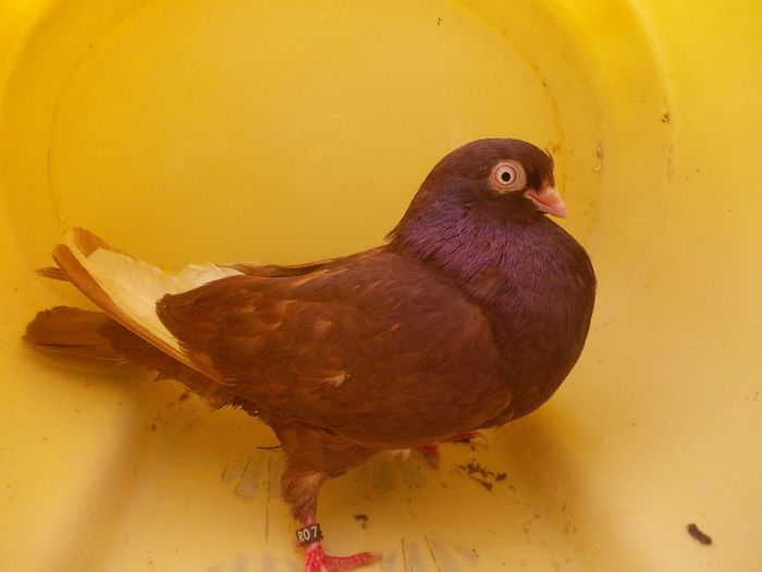 20; Tata:Negru batran /
Mama:Neagra batrana
