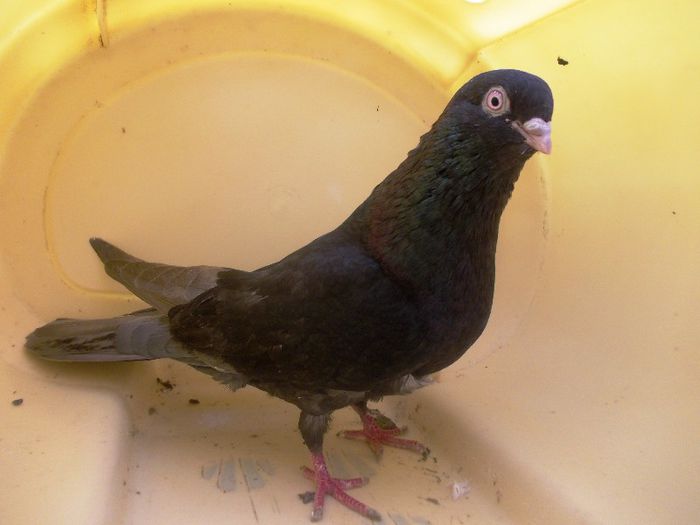 27; Tata:Negru(Negru05+Neagra06) /
Mama:Rosie sf(C.A.+G.V.) (8)
