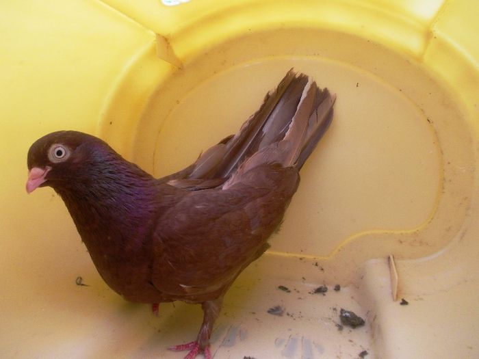 28; Tata:Odae /
Mama:Laptia
