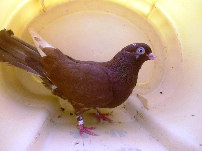 30; Tata:Odae /
Mama:Laptia
*Sora buna cu 28
