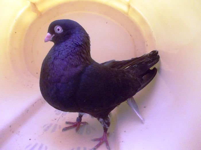 31; Tata:Rosu(cazator-fara origini) /
Mama:Cioanta
