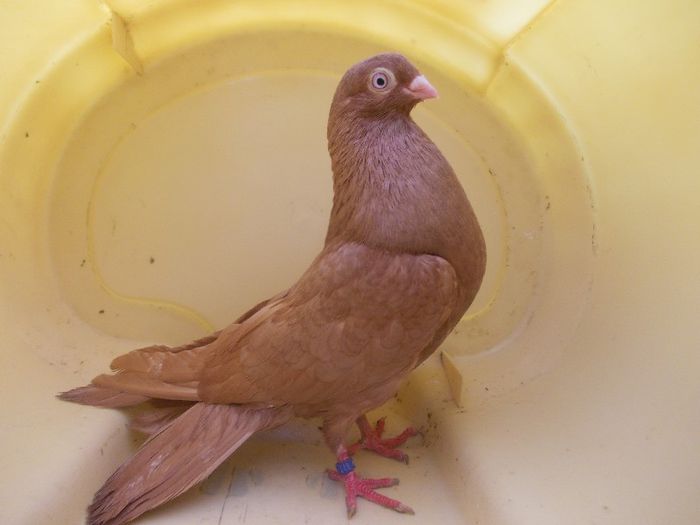 34; Tata:Chinezu' /
Mama:Galbena din 160
