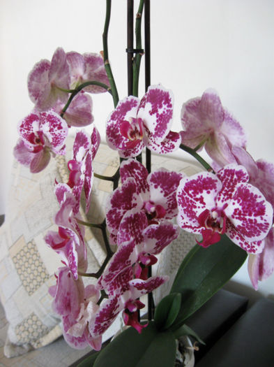 Montcler  6-03-2013 - Phalaenopsis
