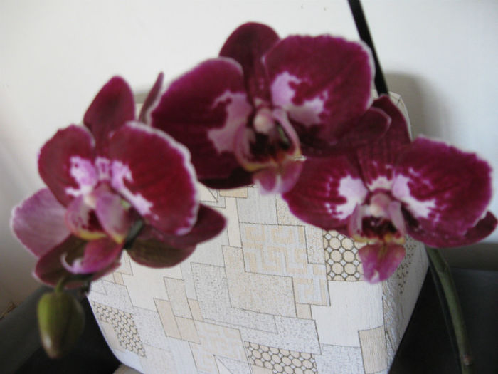 015   6-03-2013 - Phalaenopsis