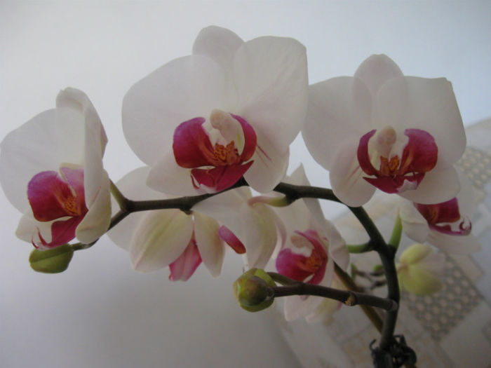 Gurita     6-03-2013 - Phalaenopsis
