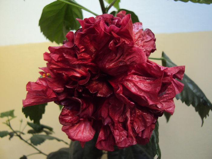 DSC02138 - Hibiscus