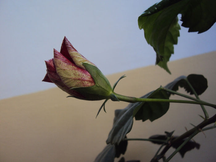 DSC02141 - Hibiscus