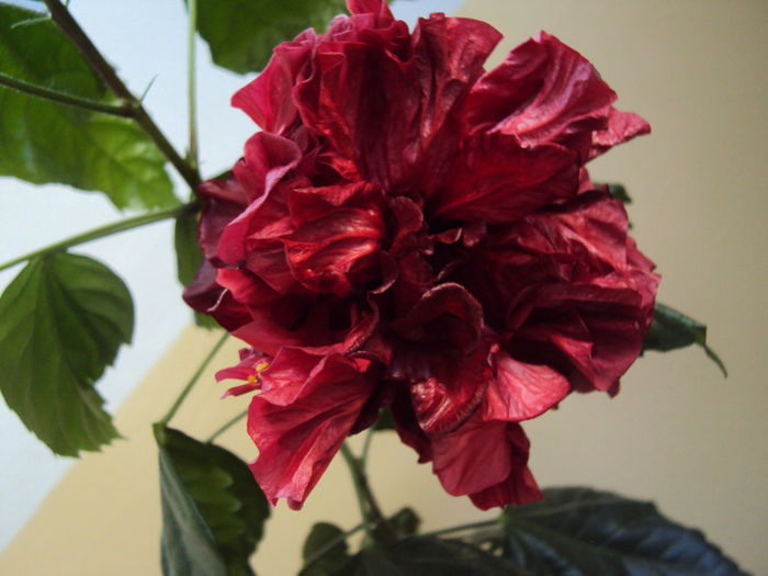 DSC02143 - Hibiscus