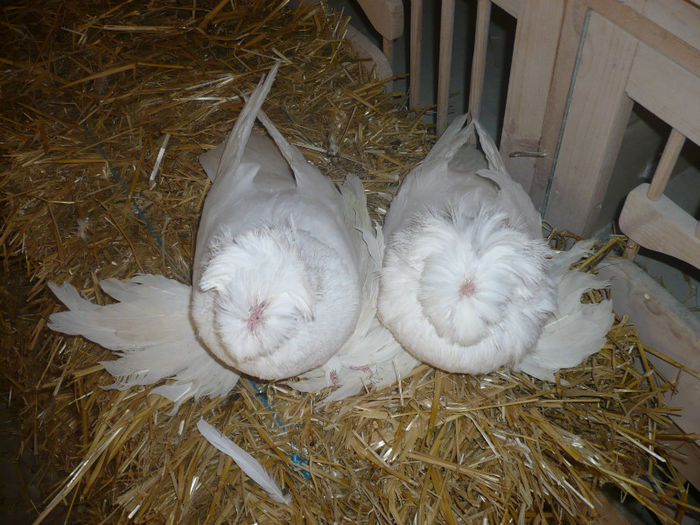 P1050795 - Tobosari de bukhara