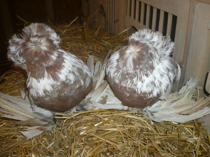 P1050802 - Copy - Tobosari de bukhara