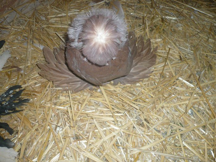 P1050818 - Tobosari de bukhara