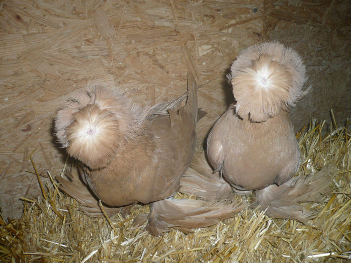 P1050936 - Tobosari de bukhara