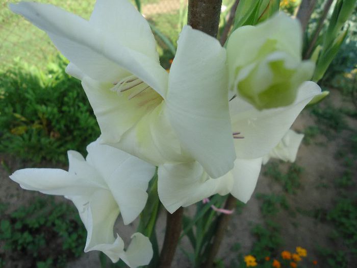 gladiole - Florile -aceste minuni ale naturii