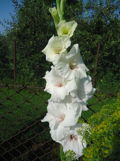 DSC00913 - Florile -aceste minuni ale naturii