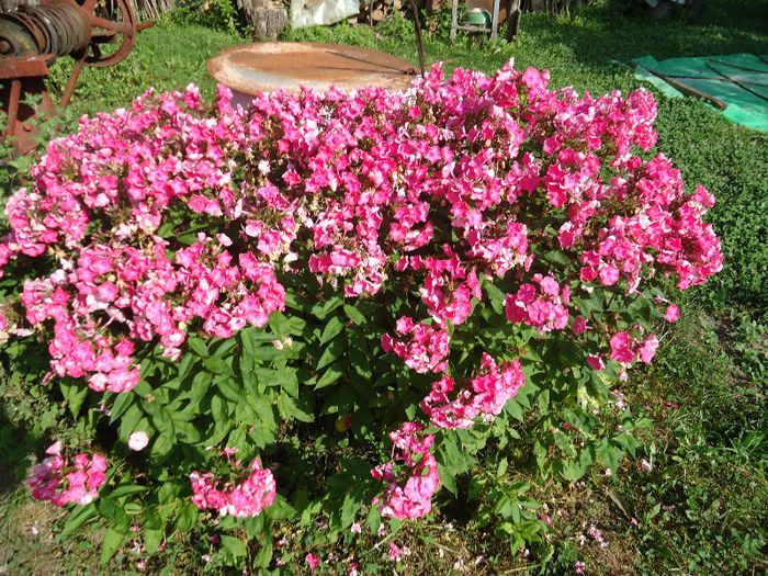 DSC00925 - Florile -aceste minuni ale naturii