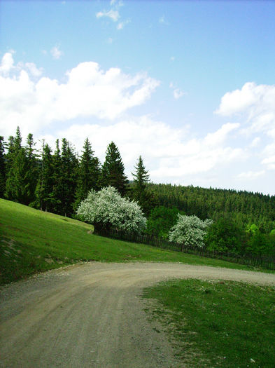 Varatec2007 241; Drumul spre padure
