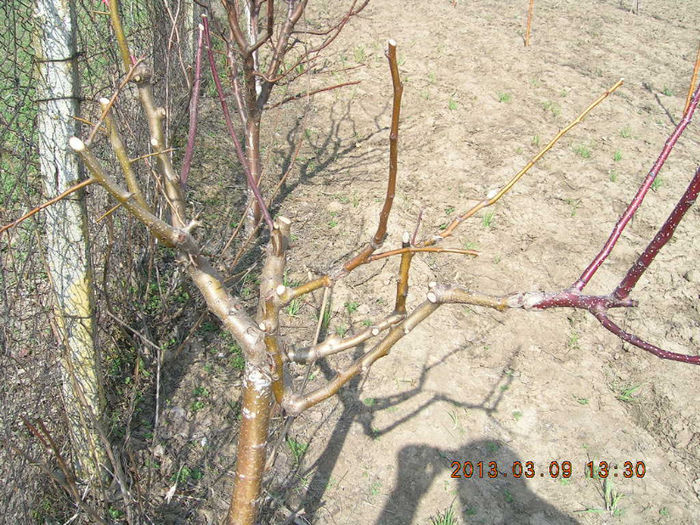DSCN4501