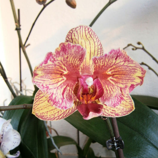 P3110030 - Reinfloriri orhidee 2013