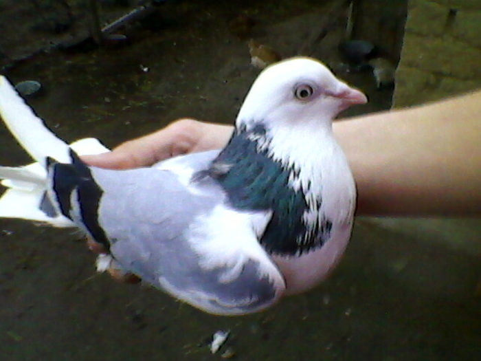 Ady91-0025