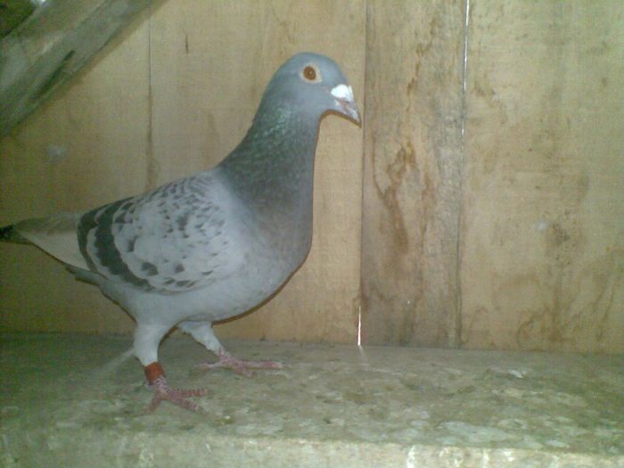 11032013(008) - Voiajori