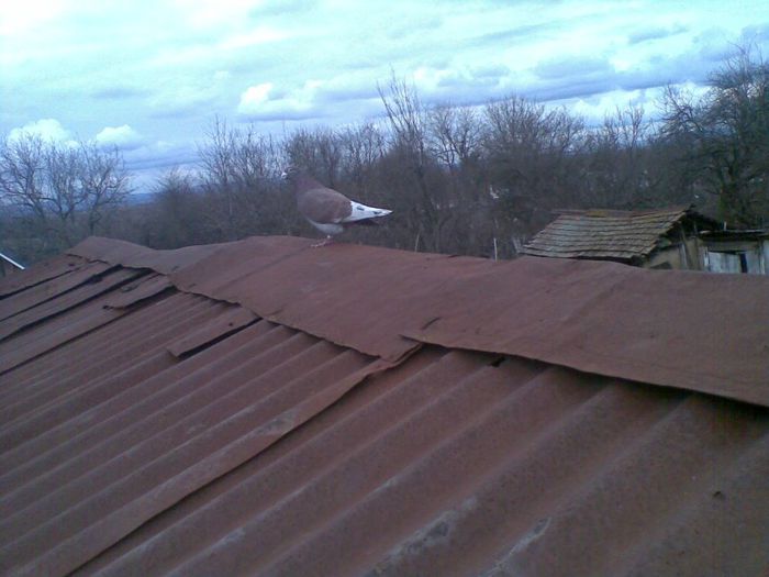 11032013(014) - Voiajori