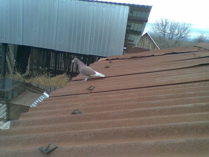 11032013(015) - Voiajori