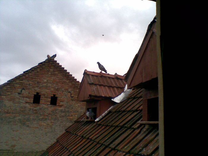 11032013(016) - Voiajori