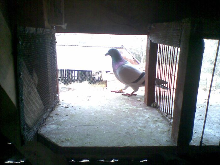 11032013(004) - Voiajori