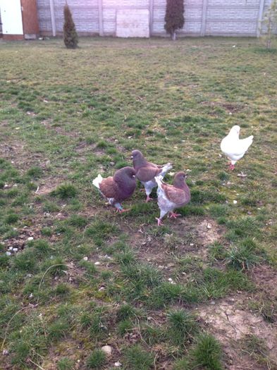 image - Poze noi kingi