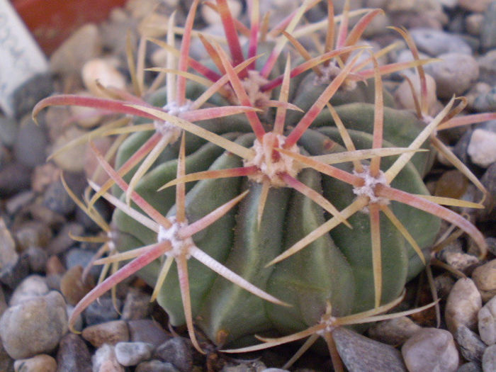 Ferocactus latispinus