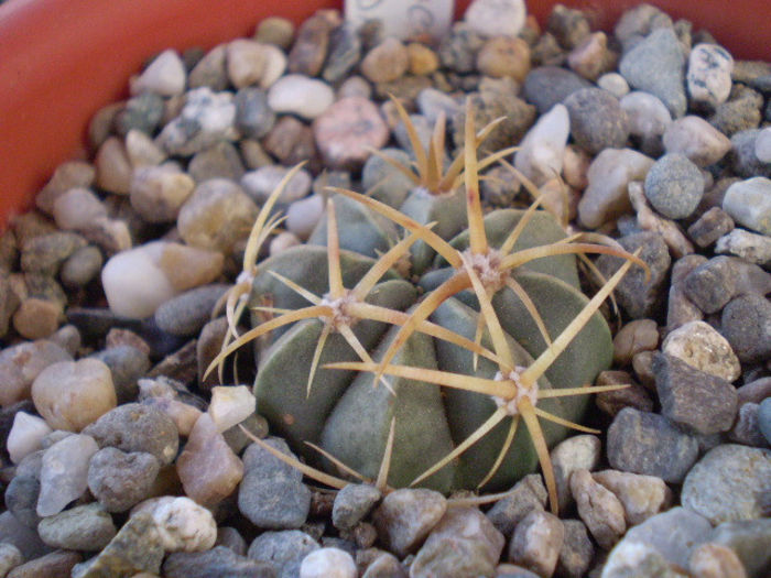 Ferocactus  macrodiscus