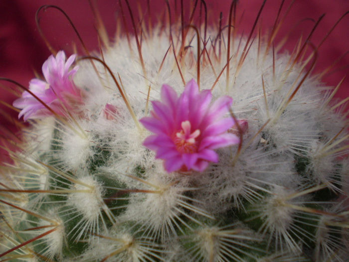 Mammillaria bombycina