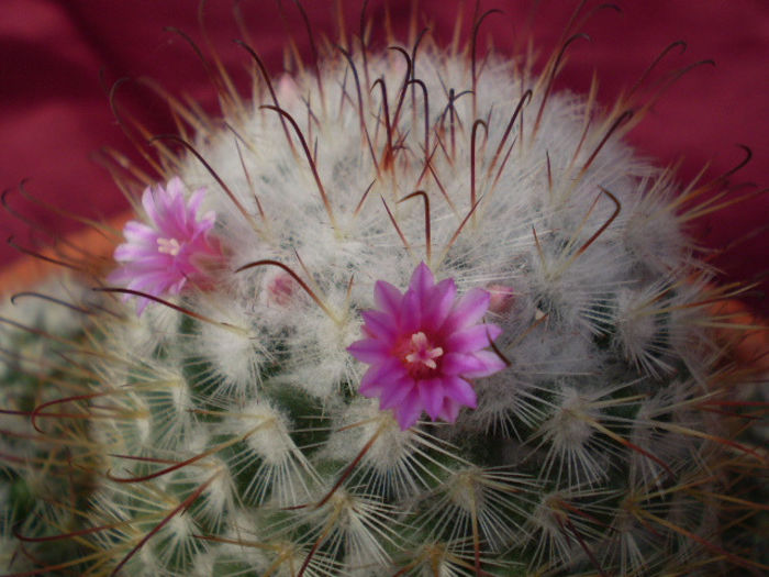 Mammillaria bombycina