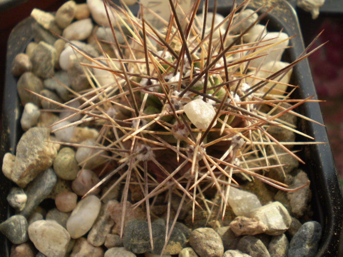 Echinocereus coccineus v. roemeri - Echinocereus